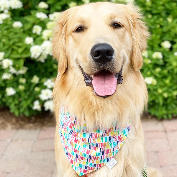Chicago Dog Co: It's My Birthday Bandana